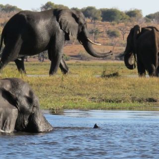 elephants-chobe-photo