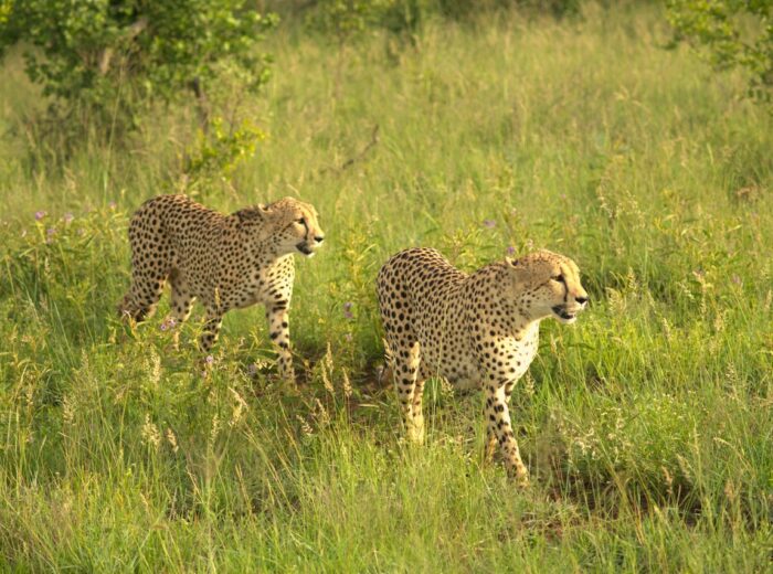 Safaris in South Africa