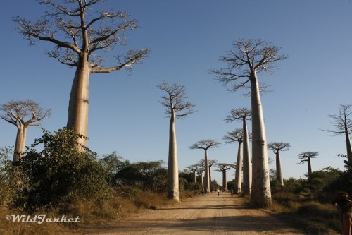 avenue-baobabs-madagascar