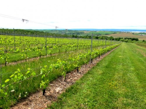 vineyard-nova-scotia-wines-photo