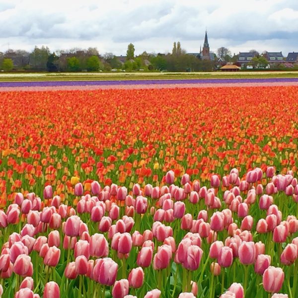 Driving route to see the famous tulip fields of Holland by car