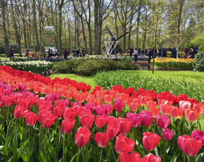 Visiting Keukenhof – the world’s largest flower gardens