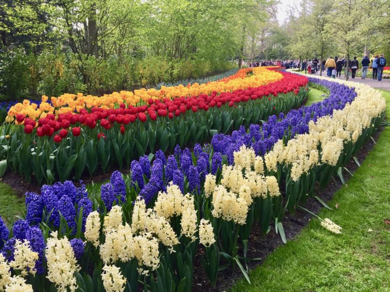 Driving route to see the famous tulip fields of Holland by car