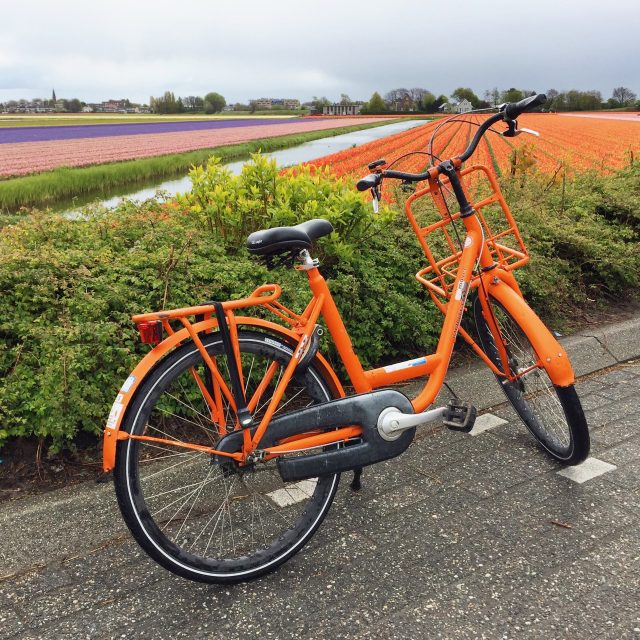 tulip-fields-cycling-photo