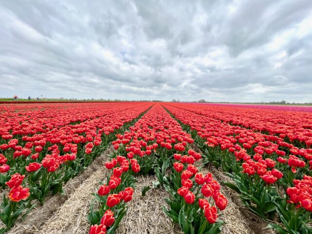 tulip fields in the netherlands