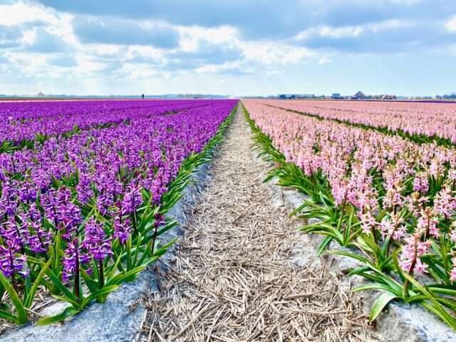 dutch hyacinth fields