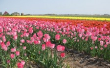 A sea of tulips multi-colored-tulips-holland-photo