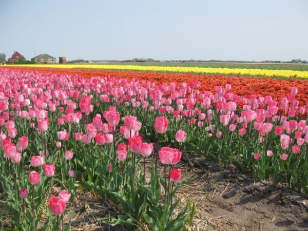 The tulip fields of Holland - where to see them and how to get there