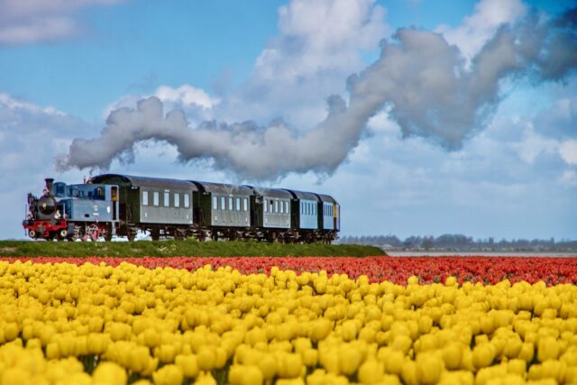 tulip train holland