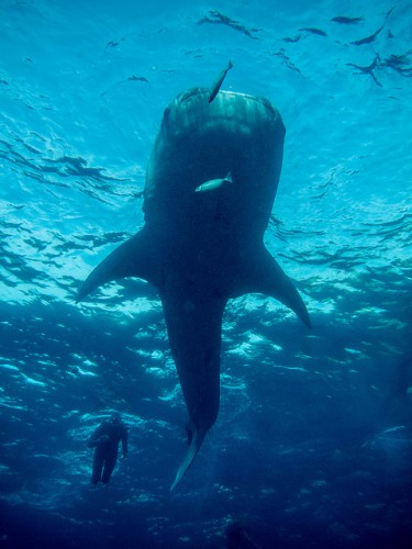 Whale-shark diving in Oslob, Philippines (image courtesy of Adam Brill).