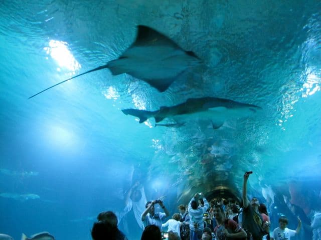 oceanografic-shark-rays-photo