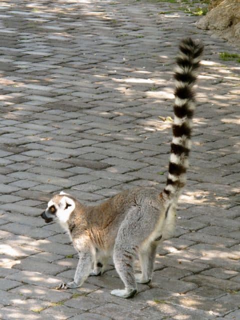 lemur-bioparc-photo