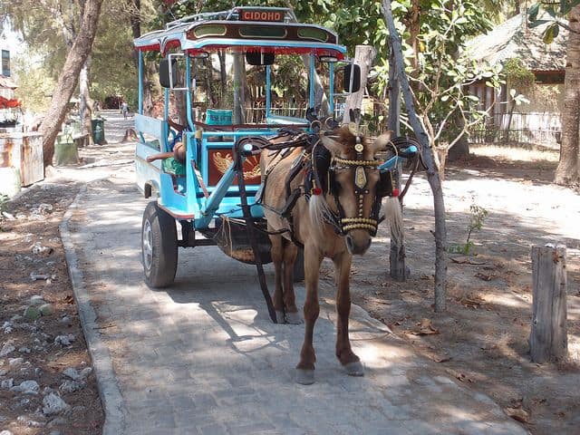 horse-drawn-carriage-photo