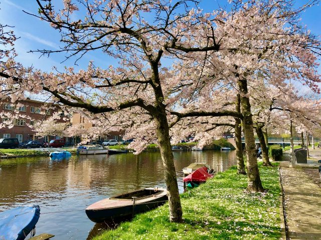 amsterdam-zuid-blossoms-photo