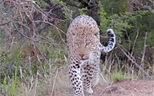 Unforgettable encounters at Pilanesberg National Park pilanesberg-safari-leopard-photo