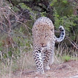 pilanesberg-safari-leopard-photo
