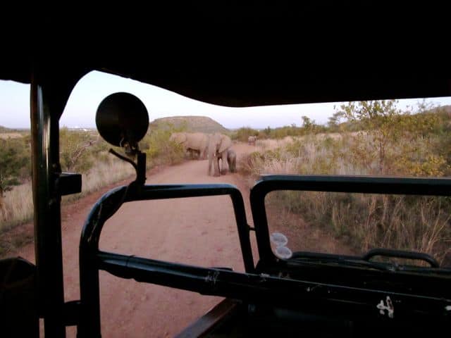 pilanesberg-safari-elephants-photo