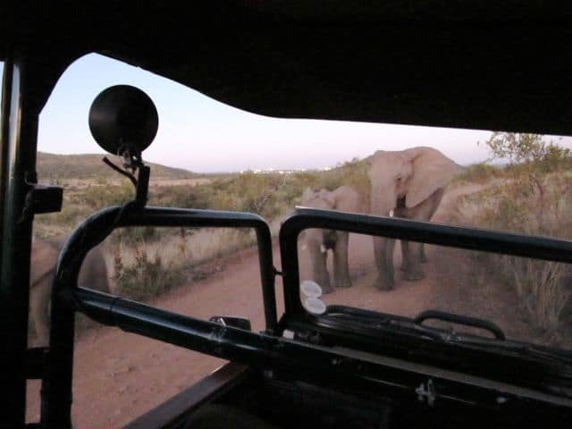pilanesberg-national-park-elephants-photo