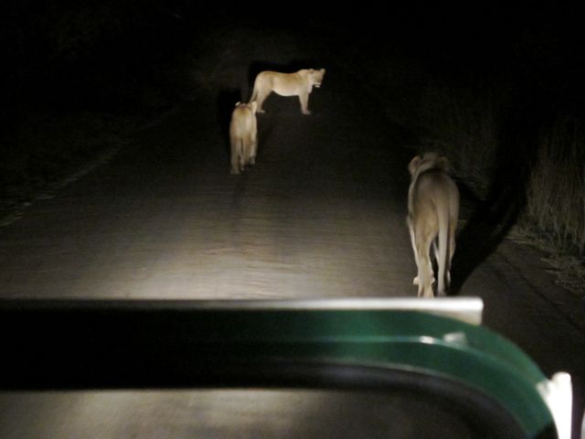 pilanesberg-night-safari-lions-photo
