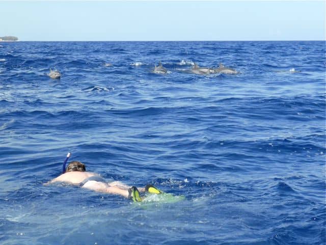 dolphin-watching-mauritius-photo