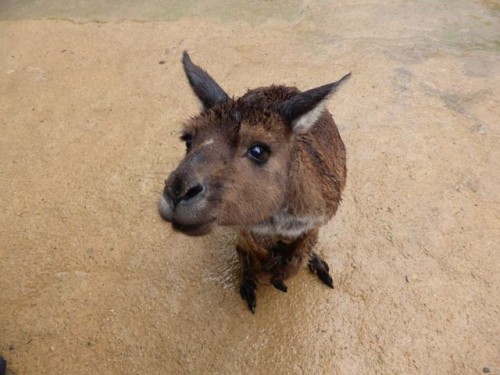 kangaroo-photo