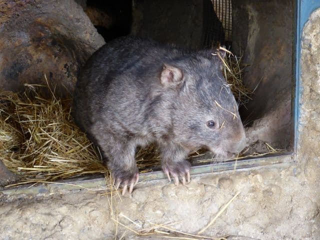 patrick-wombat-photo