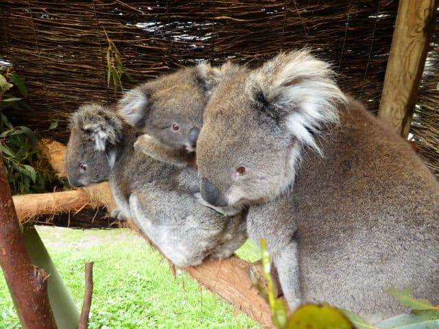 koala-bears-photo