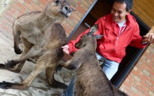 My first ever solo road trip! Part Two feeding-kangaroos-photo