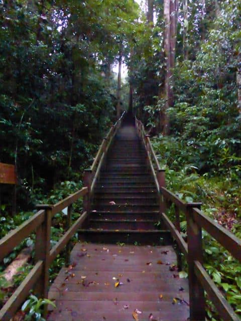 brunei-jungle-temburong-walk-photo