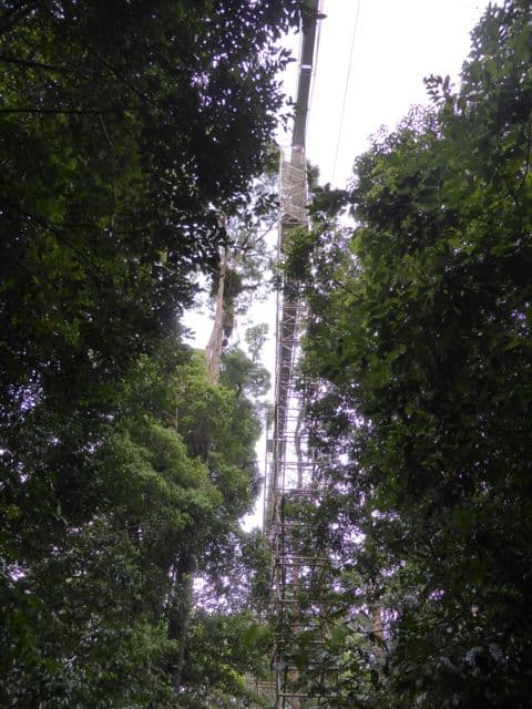 brunei-canopy-walk-photo