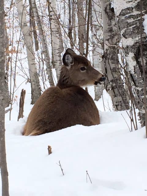 deer-in-snow-photo