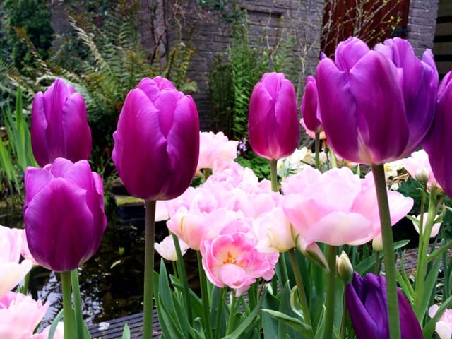 and the tulips in my garden show off their colours!