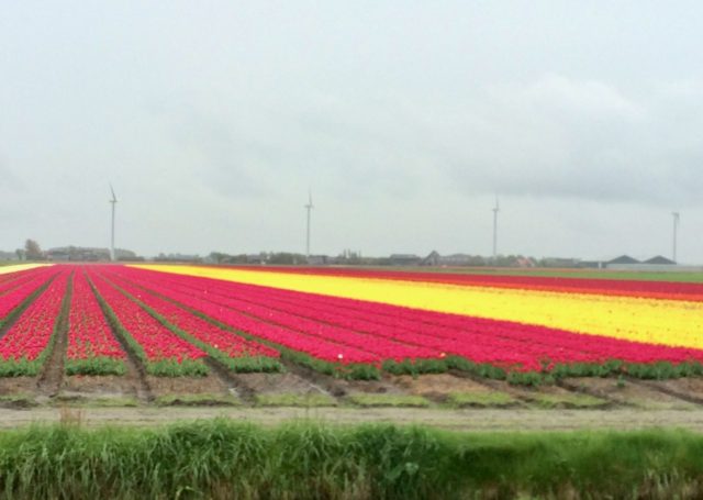 tulip fields schagen photo