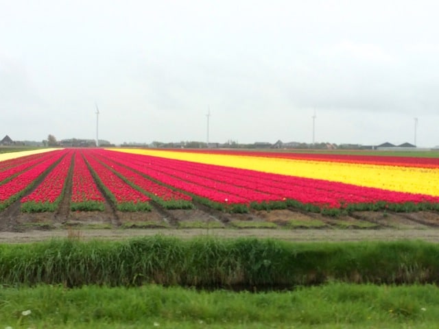 Fields of tulips.