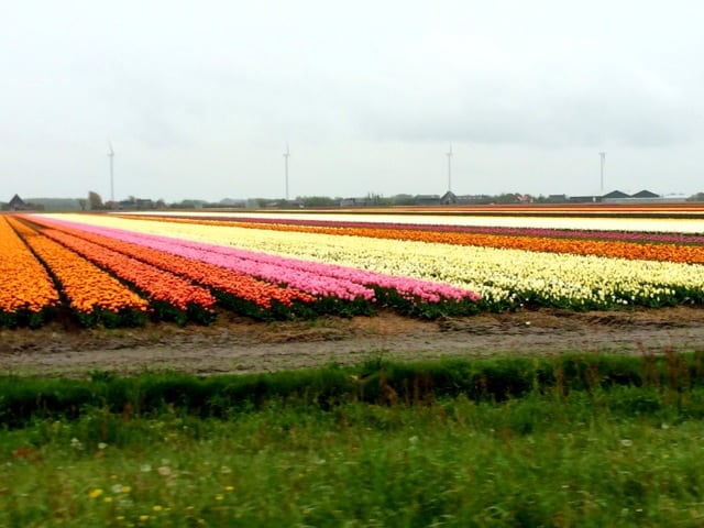 tulips-photo