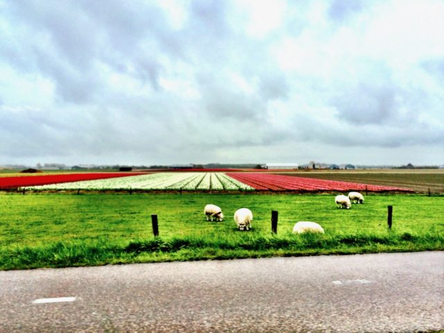 tulips-sheep-holland-countryside-photo