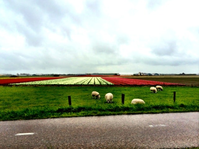 tulips-sheep-photo