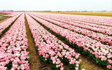 Tulips in Holland – oh what a sight! pink-tulips-photo