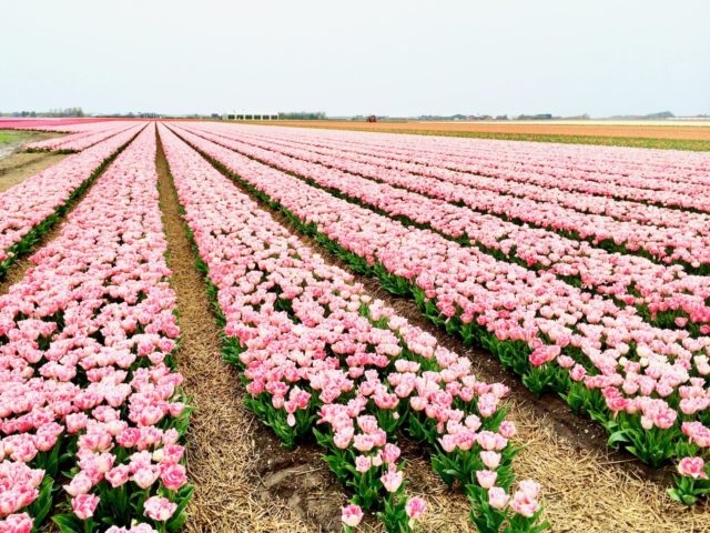 holland tulip fields