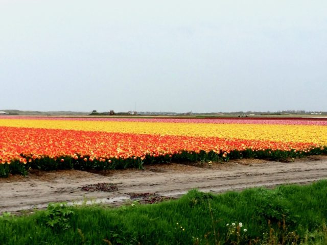 tulip-fields-schagen
