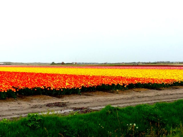 tulips-fields-noth-holland-photo