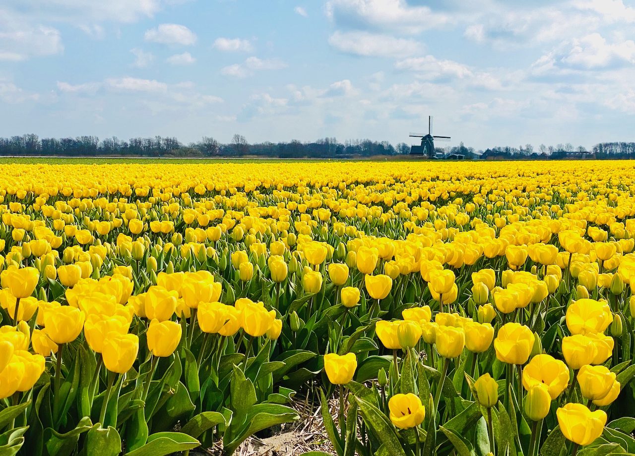 tulip fields kop van noord holland
