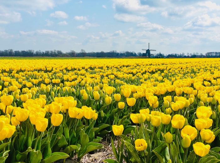 Tulips in Holland – oh what a sight!