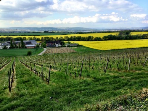 rheingau-fields-rapeseed-photo