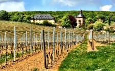 History and wine in Rheingau schloss-vollrads-photo