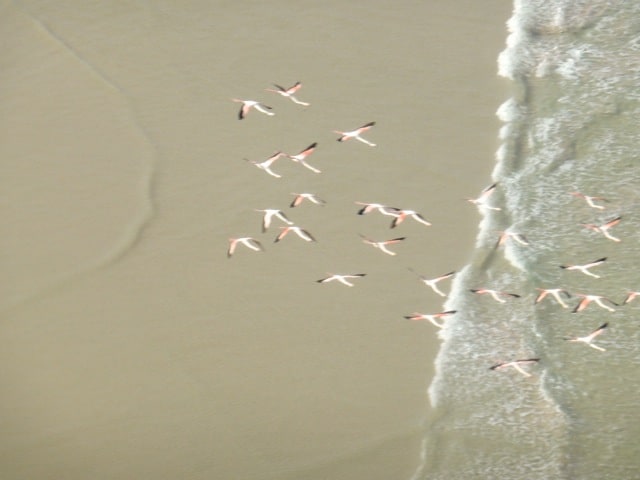 flamingos-in-flight-photo
