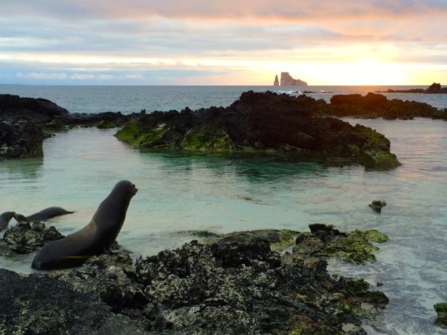 sea-lion-sunset-galapagos-photo