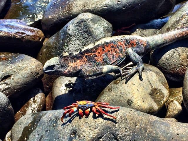 galapagos-iguana-lava-crab-photo