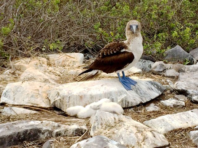 blue-footed-booby-galapagos-photo