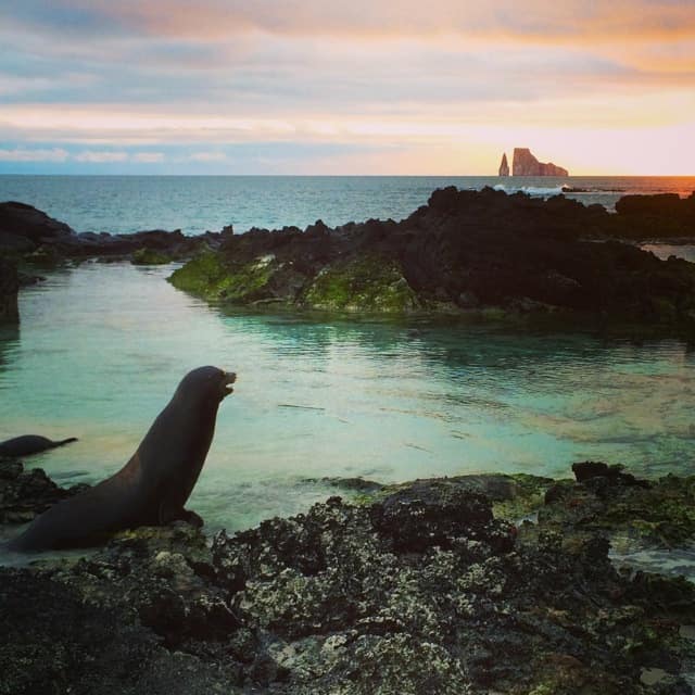 sea-lion-sunset-galapagos-photo